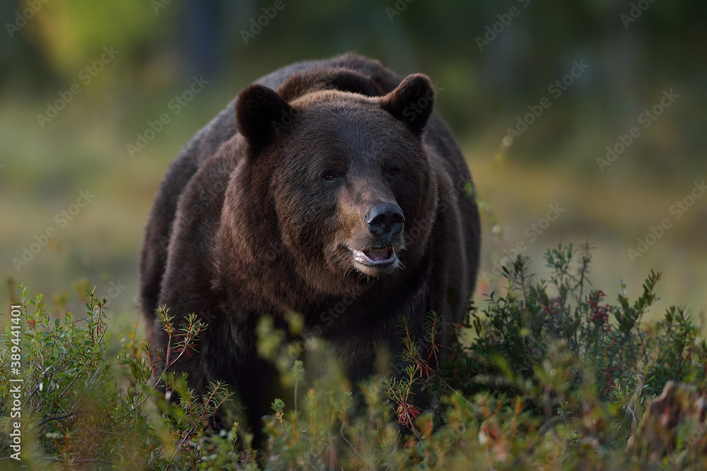 Big male bear portrait in the wild taiga Big male bear portrait in the wild taiga