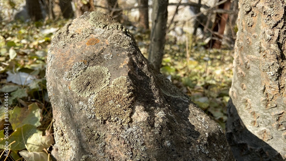 Obraz premium trunk of a tree