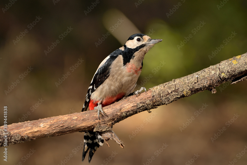pico picapinos posado en una rama (Dendrocopos major) pájaro carpintero Ojén Málaga España pico picapinos posado en una rama (Dendrocopos major) pájaro carpintero Ojén Málaga España