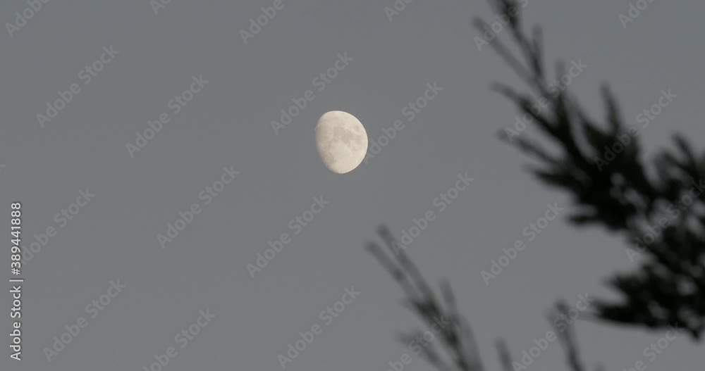Waxing gibbous phase of the moon with a tree in the foreground Waxing gibbous phase of the moon with a tree in the foreground