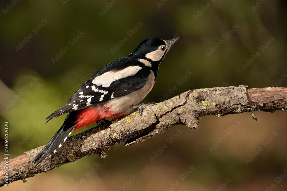 pico picapinos posado en una rama (Dendrocopos major) pájaro carpintero Ojén Málaga España pico picapinos posado en una rama (Dendrocopos major) pájaro carpintero Ojén Málaga España