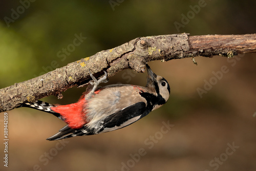 pico picapinos posado en una rama (Dendrocopos major) pájaro carpintero Ojén Málaga España  photo