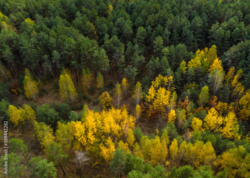 Aerial view of autumn forest © Antonio