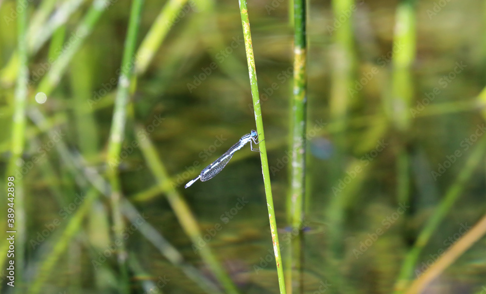 Blue dragonfly at grass stem