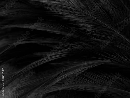 Beautiful abstract black feathers on dark background, gray feather texture on black background, white feather wallpaper, love theme, dark day © Weerayuth