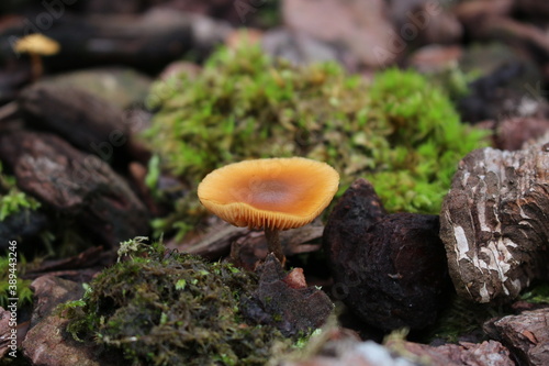 Champignon 1