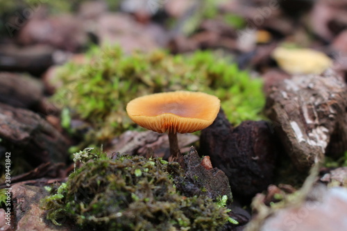 Champignon 5
