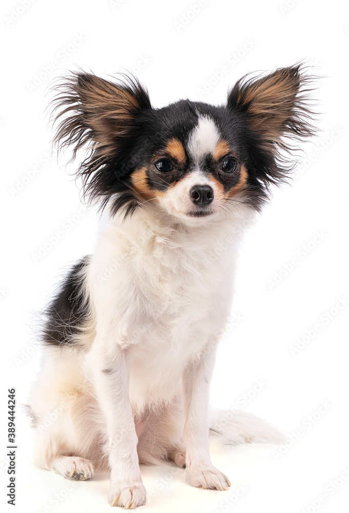 Chihuahua seated and cut Chihuahua seated and cut