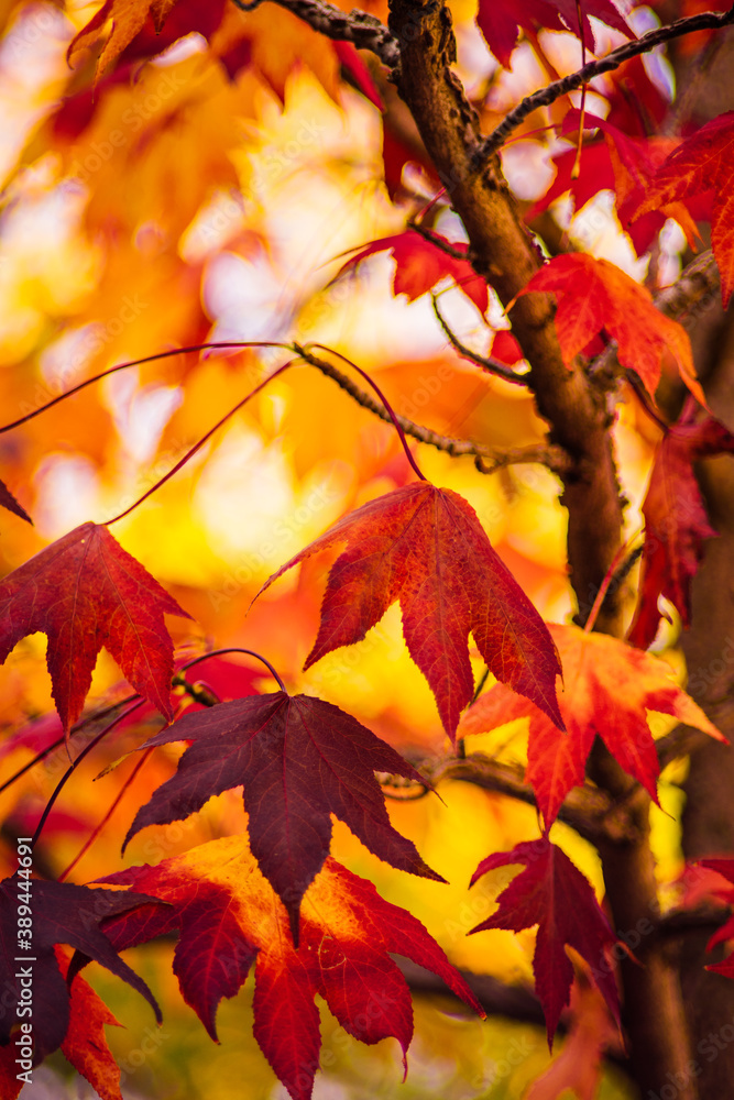 detail of liquidambar (sweetgum tree) leafs with blurred background - autumnal background detail of liquidambar (sweetgum tree) leafs with blurred background - autumnal background