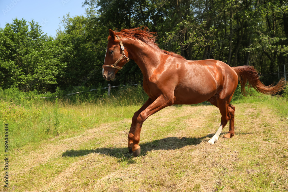 Chestnut horse outdoors on sunny day. Beautiful pet