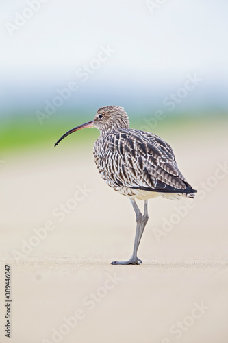A portrait of a curlew resting on a bicycle path during bird migration. photo