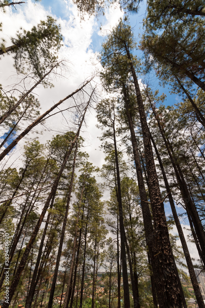 Fototapeta premium Small famous park of Ribeirao Preto called Pico da Unaerp.