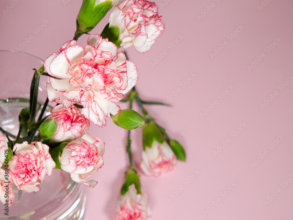 Mini carnation flowers in a vase on pink background Mini carnation flowers in a vase on pink background