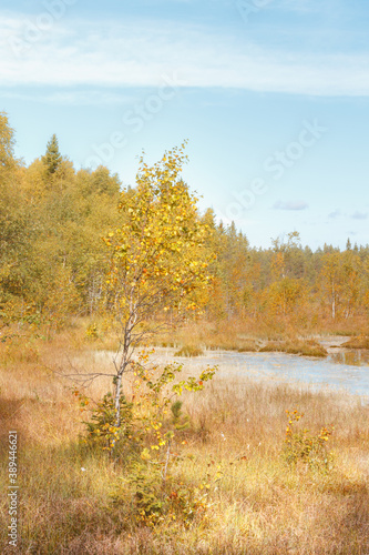 Autumn view of the lake and trees