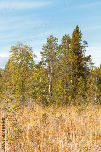 View of the forest in the autumn scenery