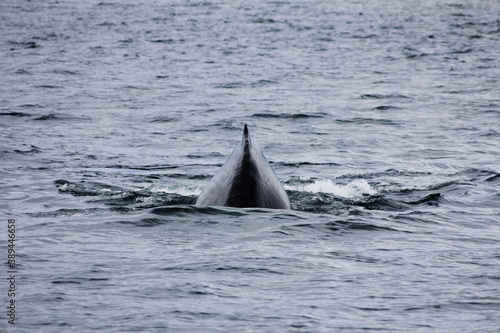 Back of a whale in Alaska going down