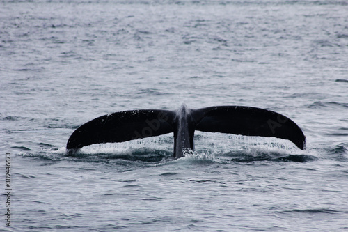 Whale tail in Alaska
