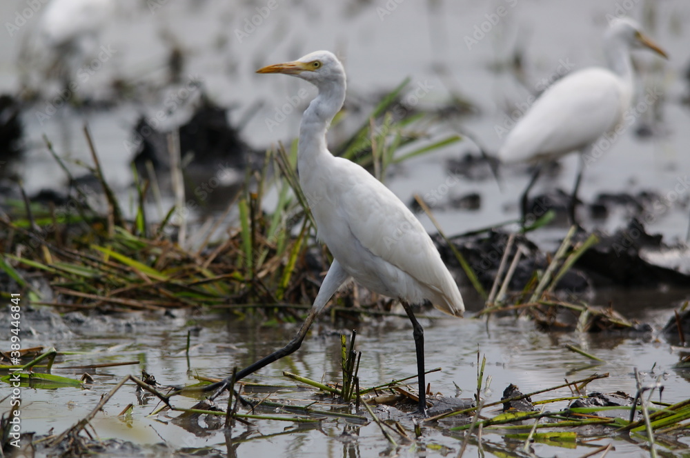 cattle egret are looking for food in the fields cattle egret are looking for food in the fields