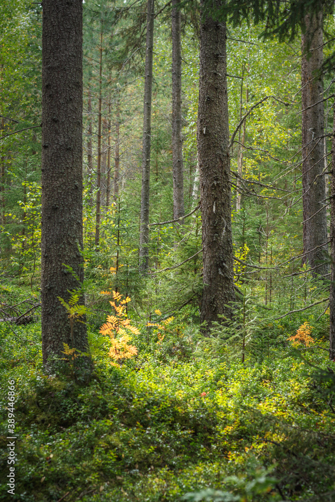 Plants shining with gold in a lush green forest Plants shining with gold in a lush green forest