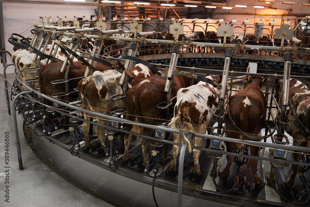 High angle background image of cows in milking machine at industrial dairy farm, copy space