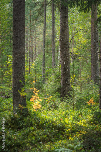 Plants shining with gold in a lush green forest
