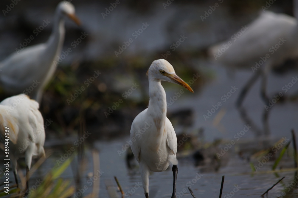 cattle egret are looking for food in the fields cattle egret are looking for food in the fields