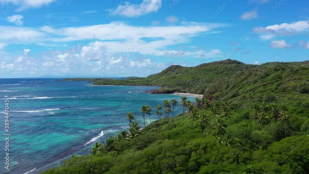 Tropical beach with palm trees cap ferre Martinique beautiful aerial view coastline white sand beach mangrove vegetation Tropical beach with palm trees cap ferre Martinique beautiful aerial view coastline white sand beach mangrove vegetation