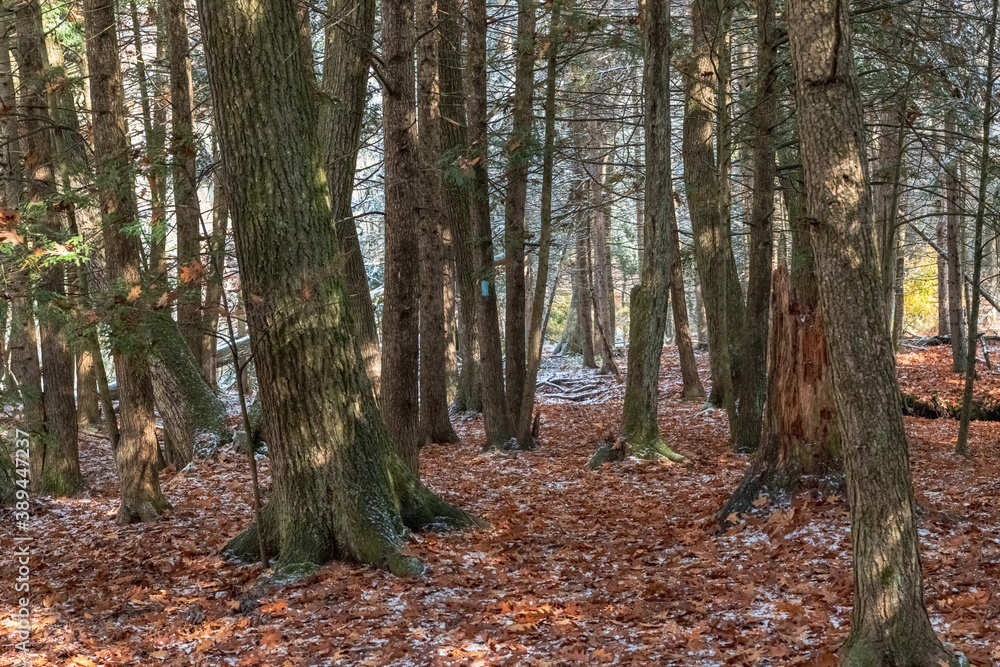 A photograph of a hiking path in the woods after a small snowstorm during the autumn foliage season. A photograph of a hiking path in the woods after a small snowstorm during the autumn foliage season.