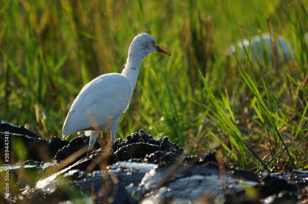 cattle egret are looking for food in the fields cattle egret are looking for food in the fields