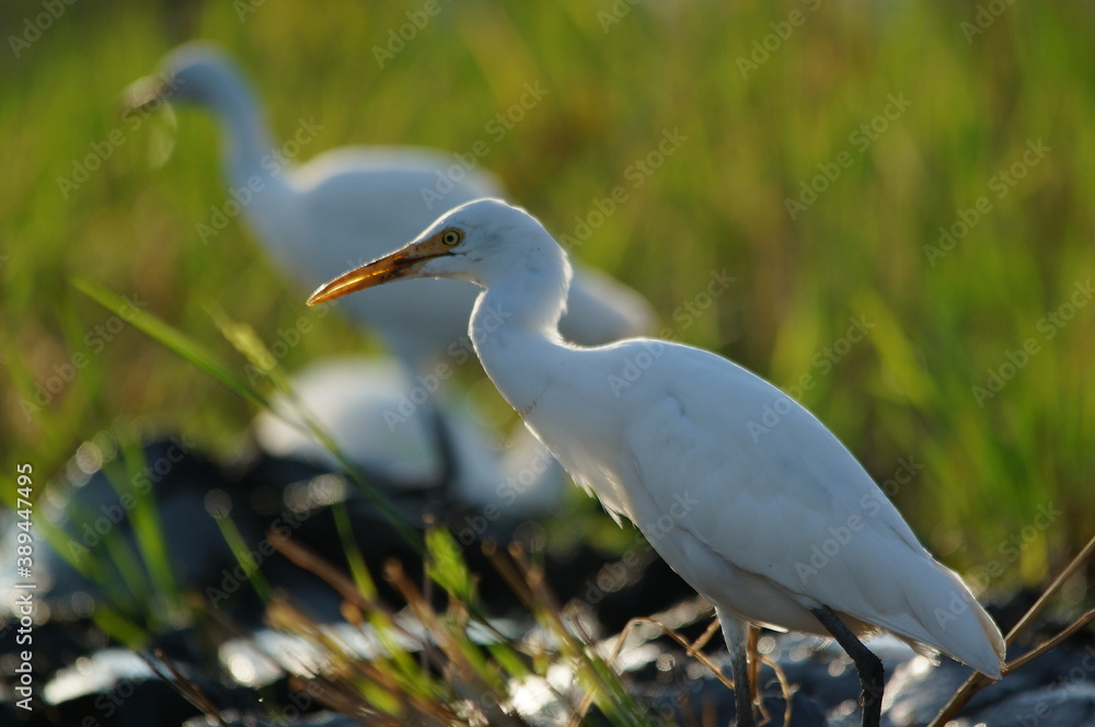 cattle egret are looking for food in the fields cattle egret are looking for food in the fields
