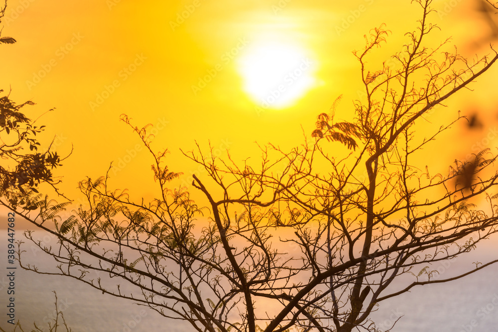 Tree branches through sunset sun, summer sunset sea landscape Tree branches through sunset sun, summer sunset sea landscape