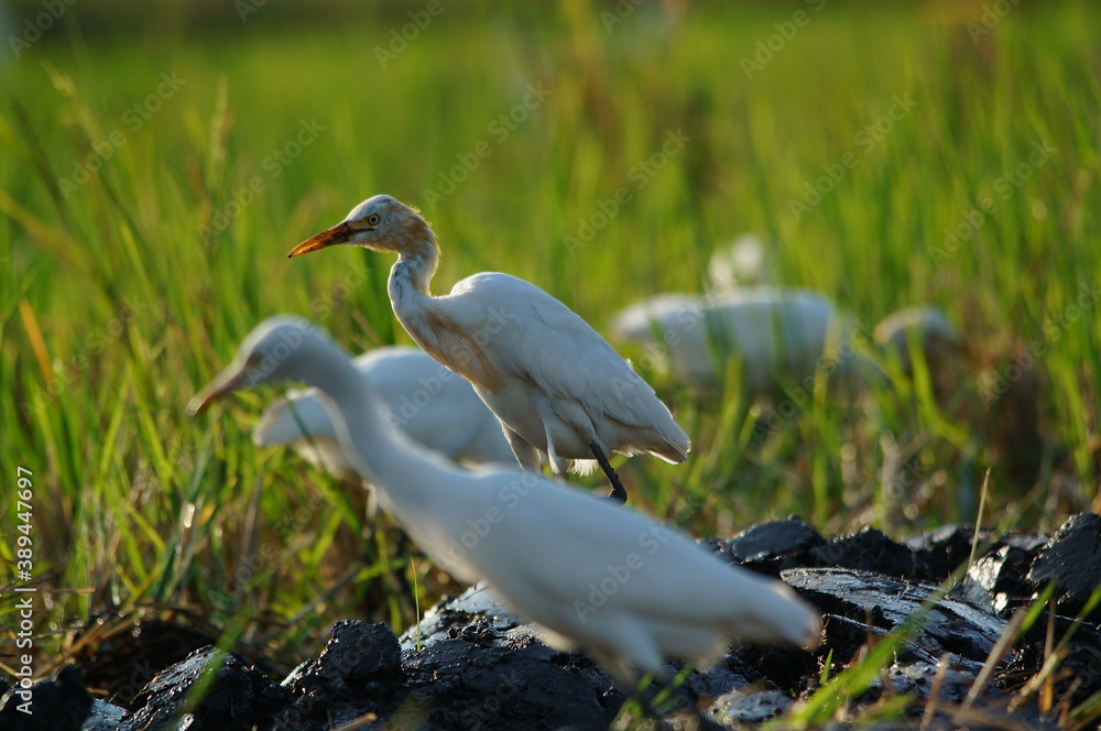 cattle egret are looking for food in the fields cattle egret are looking for food in the fields