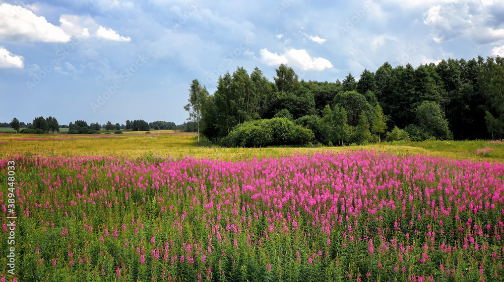 Field with blossoming fireweed flowers