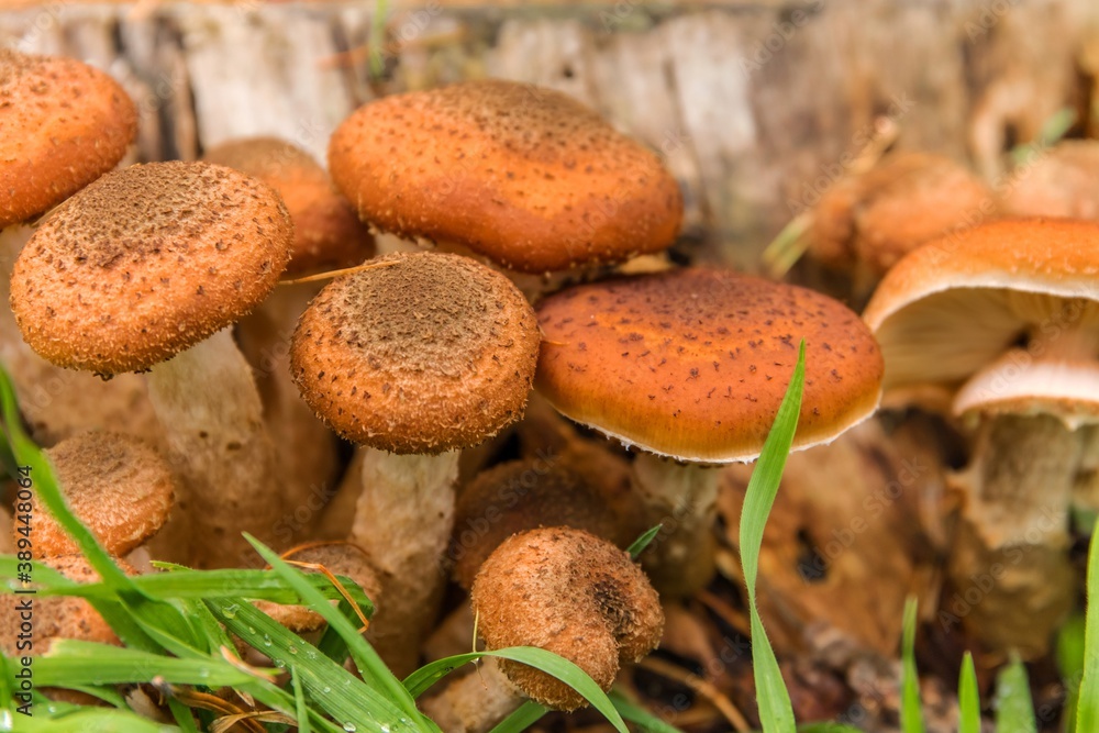 Edible forest mushroom - Armillaria mellea commonly known as honey fungus. Mushroom picking. A basidiomycete fungus in the genus Armillaria (close-up).
