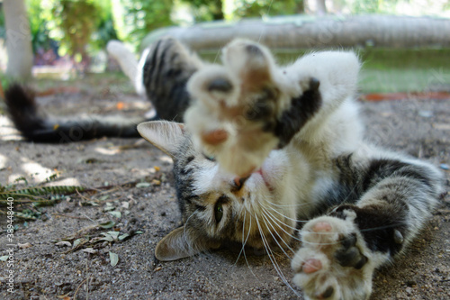 Stray kitten plays in the garden