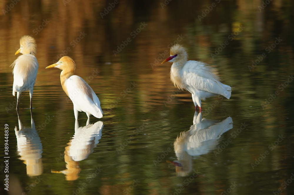 Fototapeta premium cattle egret are looking for food in rivers or lakes