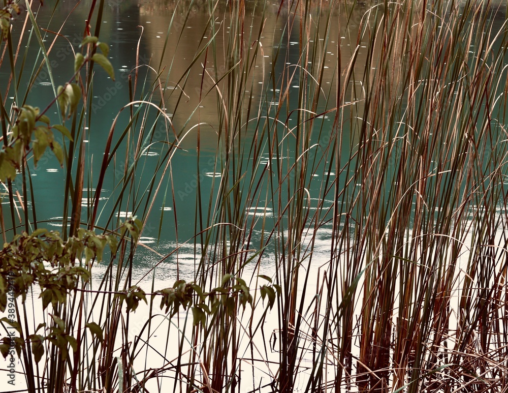 Obraz premium reeds in the water