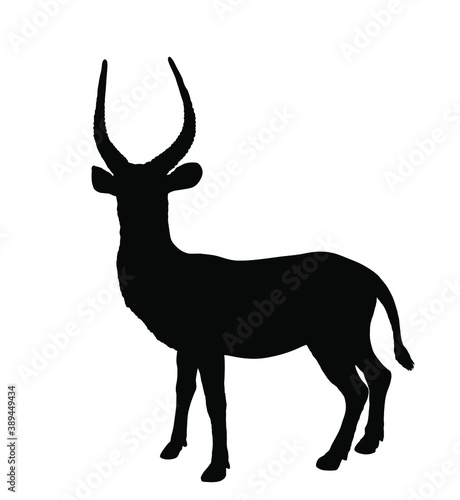 Waterbuck vector silhouette illustration isolated on white background. African deer. Safari hunting trophy.