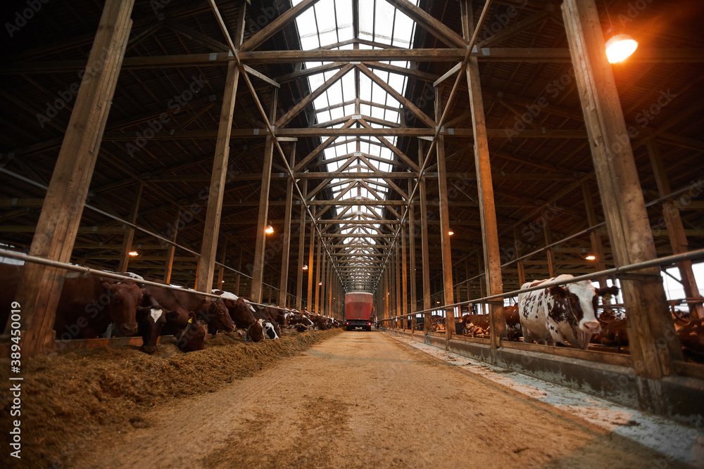 Wide angle background image of industrial cowshed with cows in rows eating hay, copy space Wide angle background image of industrial cowshed with cows in rows eating hay, copy space