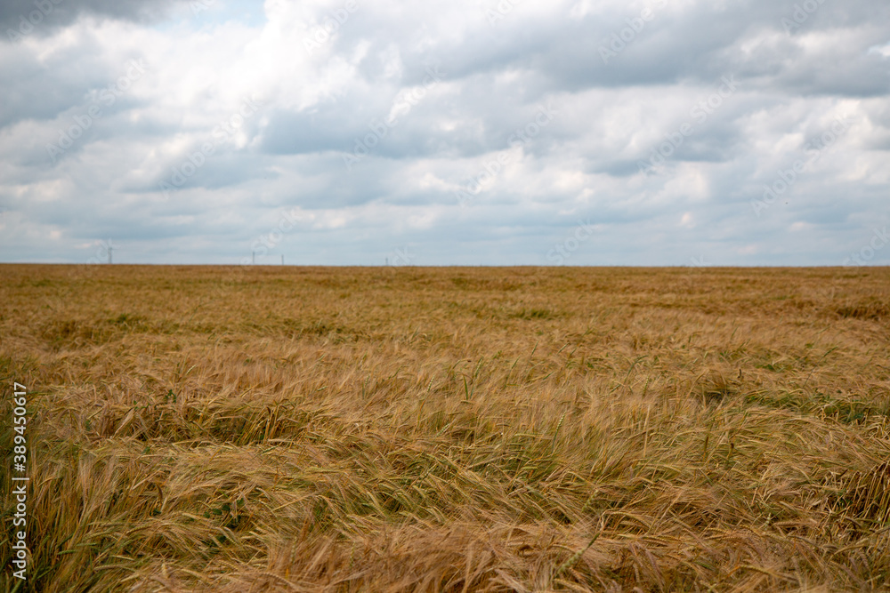wheat field in windy weather