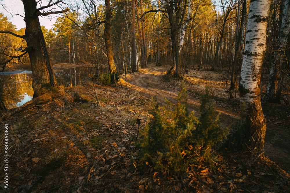 autumn in the forest