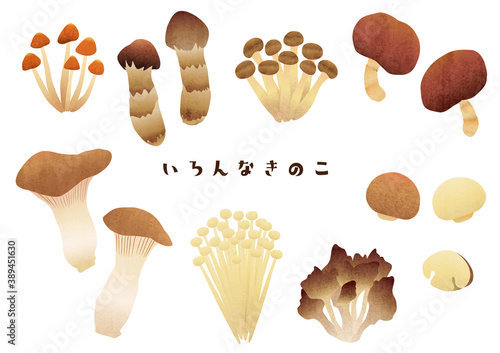 いろんな種類のキノコの素材イラスト