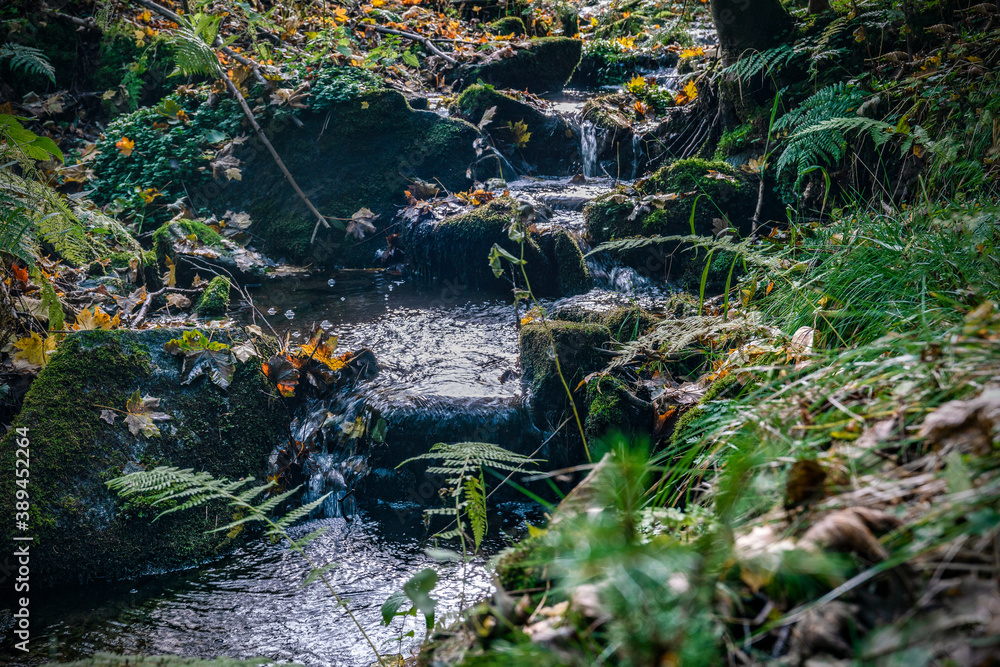 A little creek running vividly in an autumn forest A little creek running vividly in an autumn forest