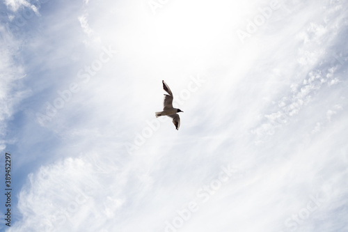lonely seagull in the sky
