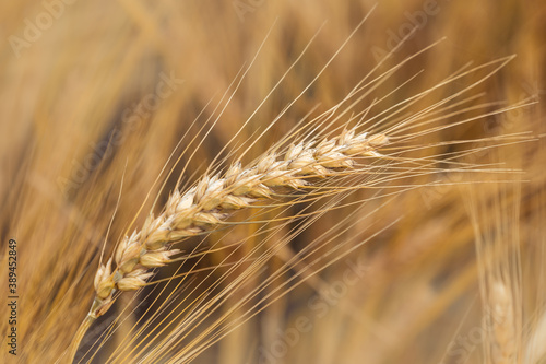 Close up of ripe wheat ears.