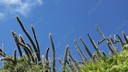 Blue sky with a bird on a cactus pilosocereus royenii Martinique  photo