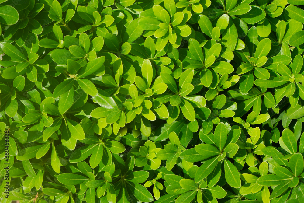 Creative layout made of green leaves. Flat lay. Nature background Creative layout made of green leaves. Flat lay. Nature background