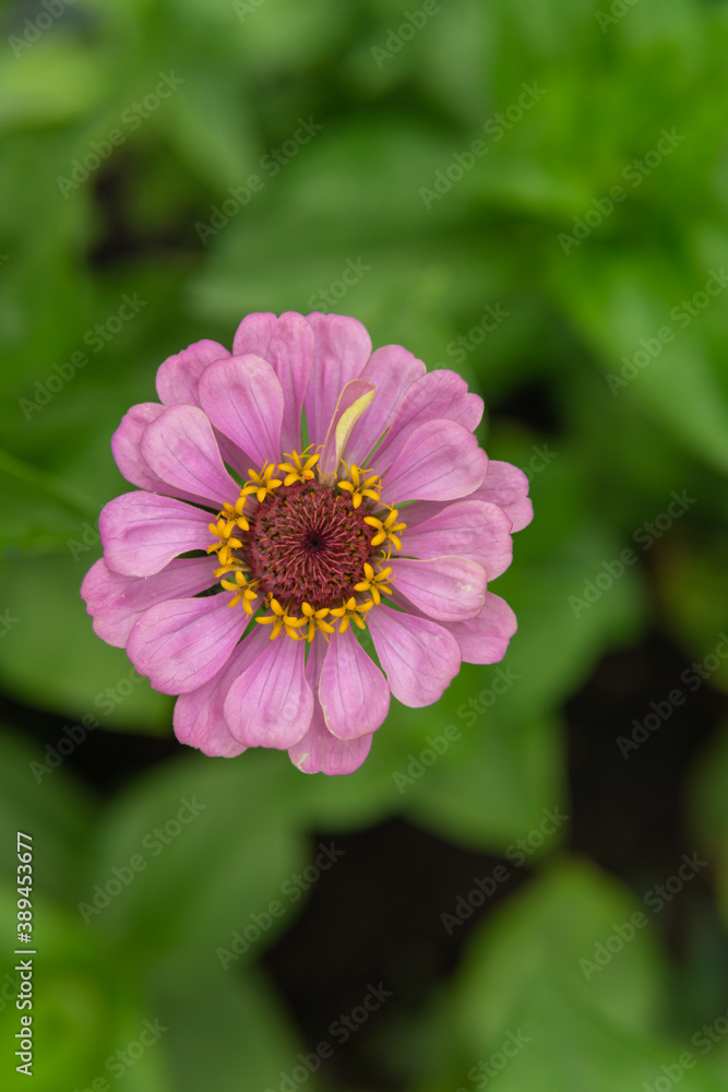 Bunte Blumen im Garten Bunte Blumen im Garten