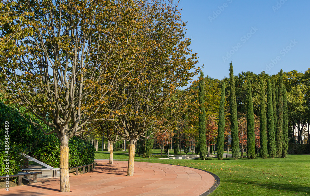 Rows of Parrotia persica or Persian ironwood trees around evergreen walls of mirror maze in public city park Krasnodar or 'Galitsky park'. Sunny autumn 2020