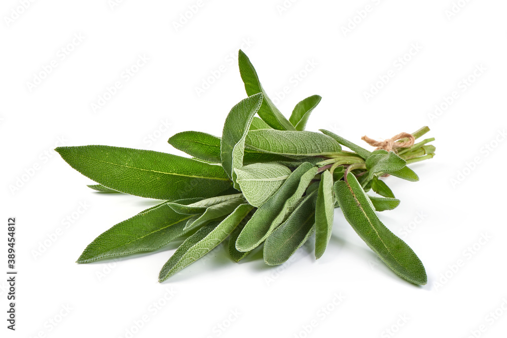 Bunch of sage, isolated on white background Bunch of sage, isolated on white background